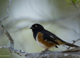 Songbirds: Tanagers, Jays, Woodpeckers…