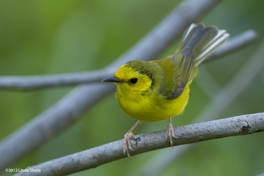 Female Hooded Warbler 