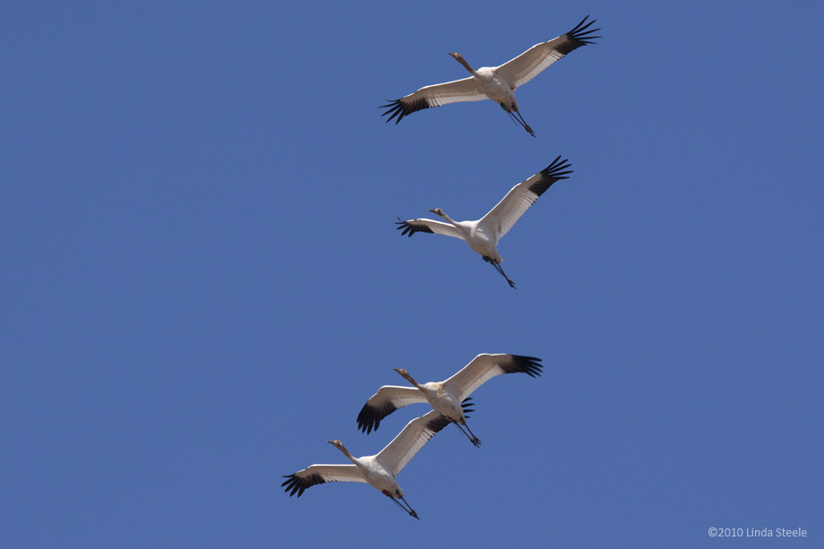 Whooping Cranes