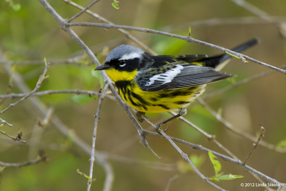 Magnolia Warbler