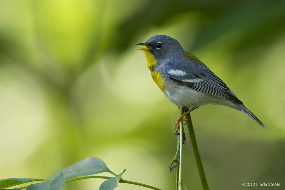 Northern Parula