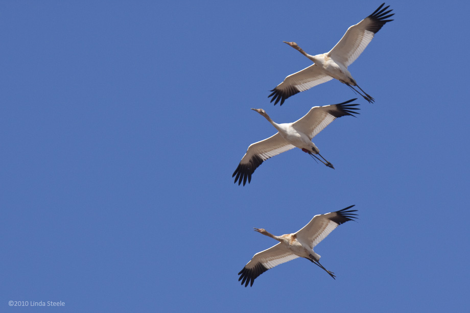 Whooping Cranes 2