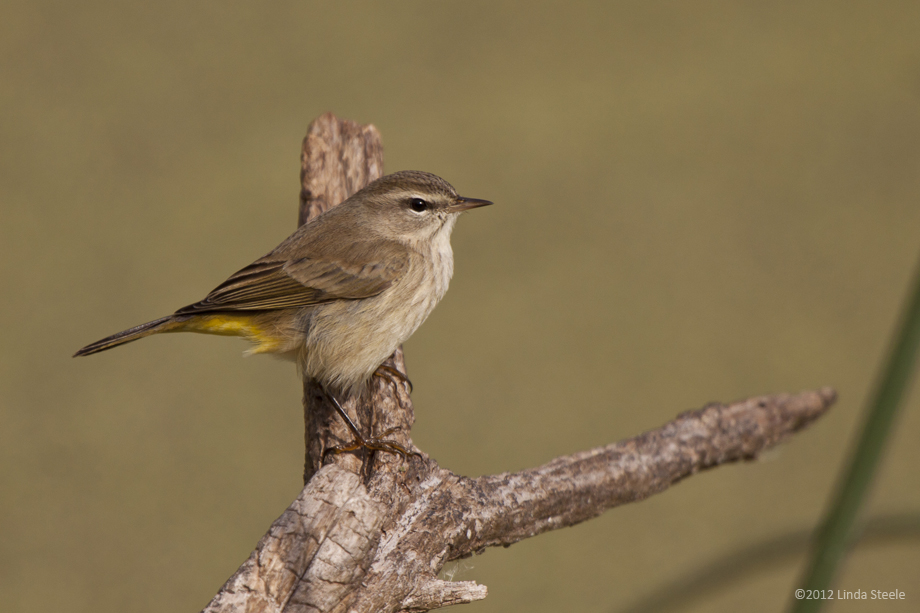 Yellow Rumped Warbler