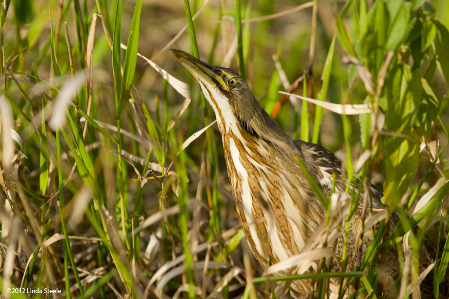 Bittern