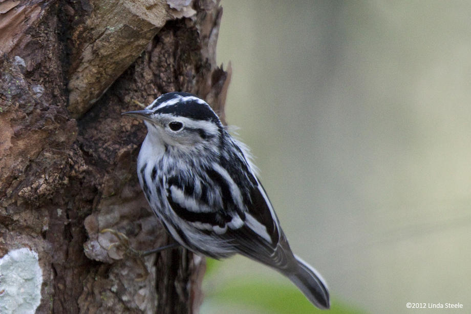 Black and White Warbler