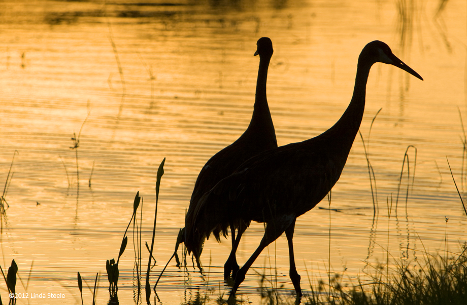 Sandhill Cranes at Sunrise