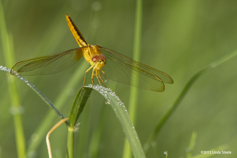 Golden-winged Skimmer