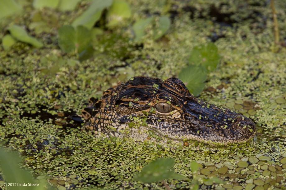 Small Gator