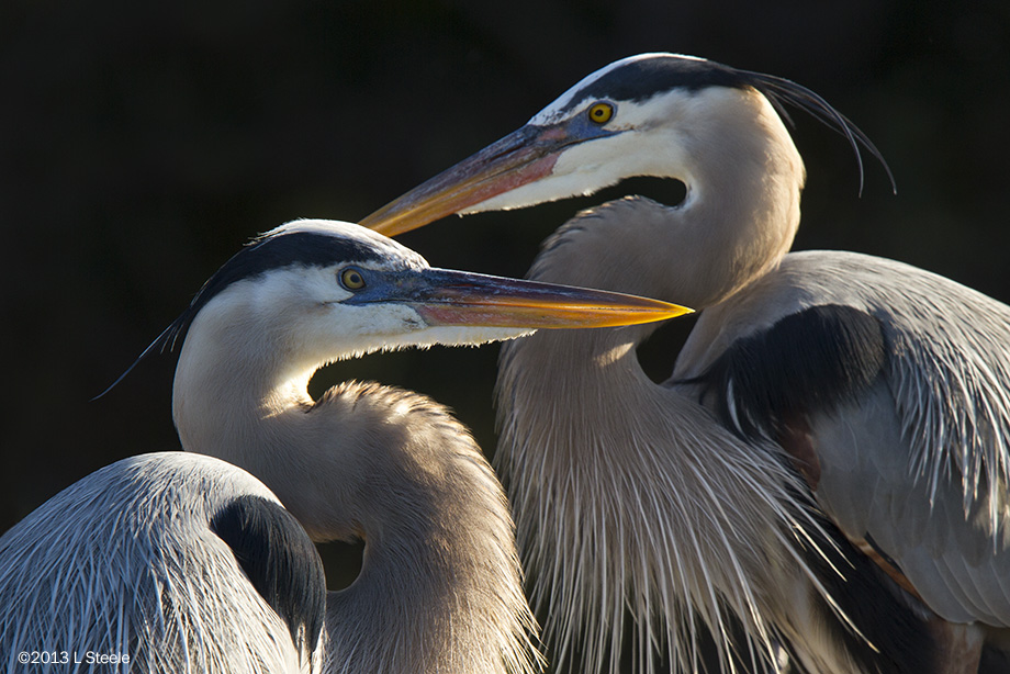 Nesting Great Blue Herons, Wakodahatchee Wetlands