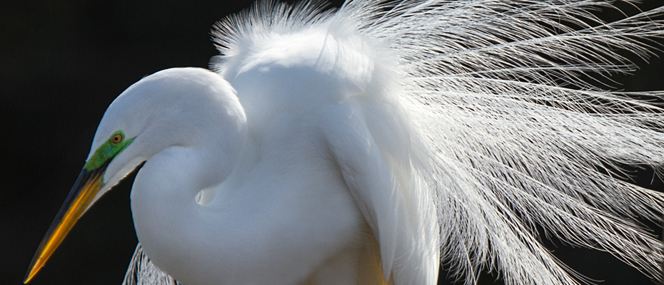 Herons, Egrets and Bitterns