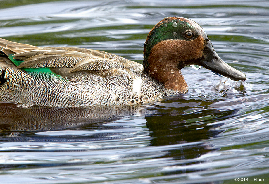 Green-winged Teal, Everglades 