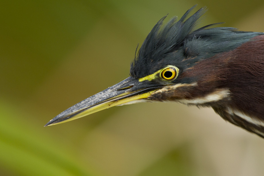 green heron