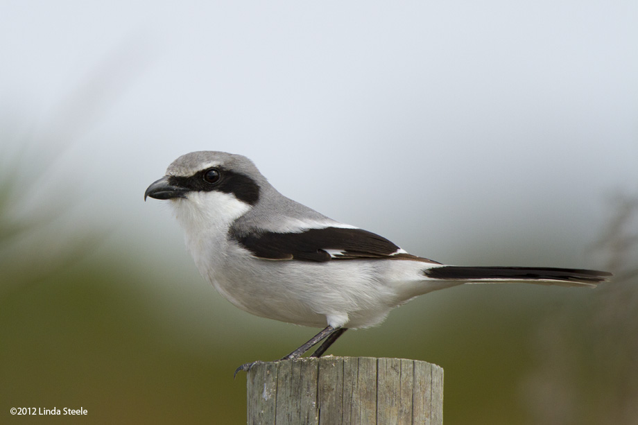 Loggerhead Shrike