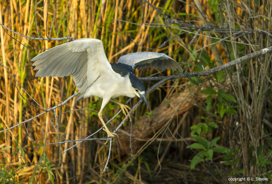 Black Crowned Night Heron, Everglades National Park