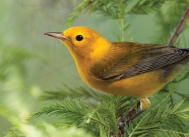 Songbirds: Warblers, Buntings…