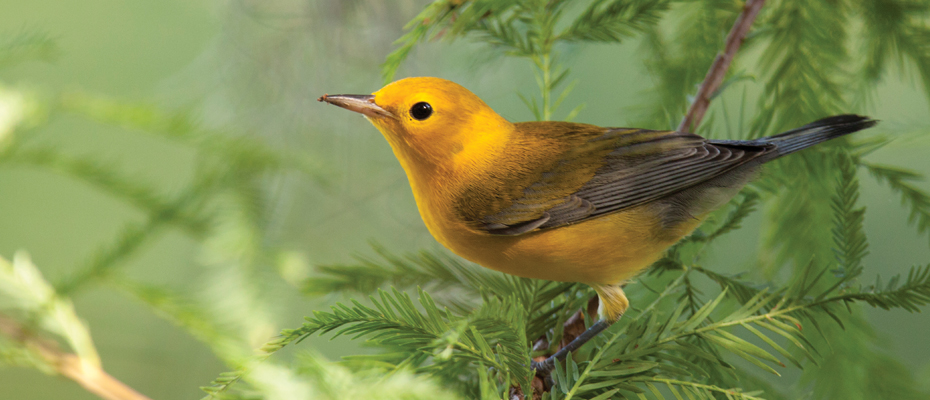 Songbirds: Warblers, Buntings…