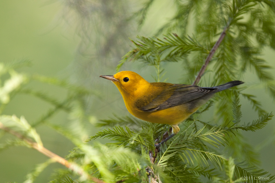 Prothonotary Warbler