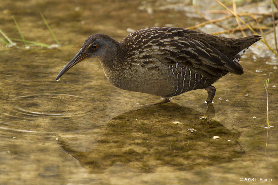 Clapper Rail, Merritt Island NWR