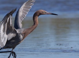 Herons, Egrets and Bitterns