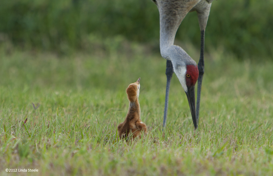 Sandhill Crane