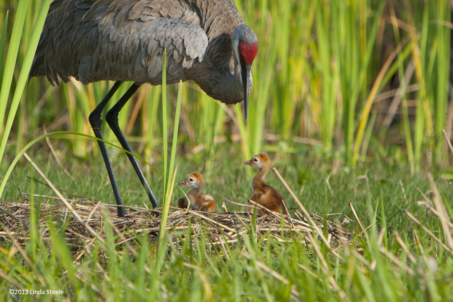 Sandhills in nest