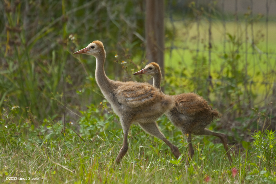 Juvenile Sandhill Cranes