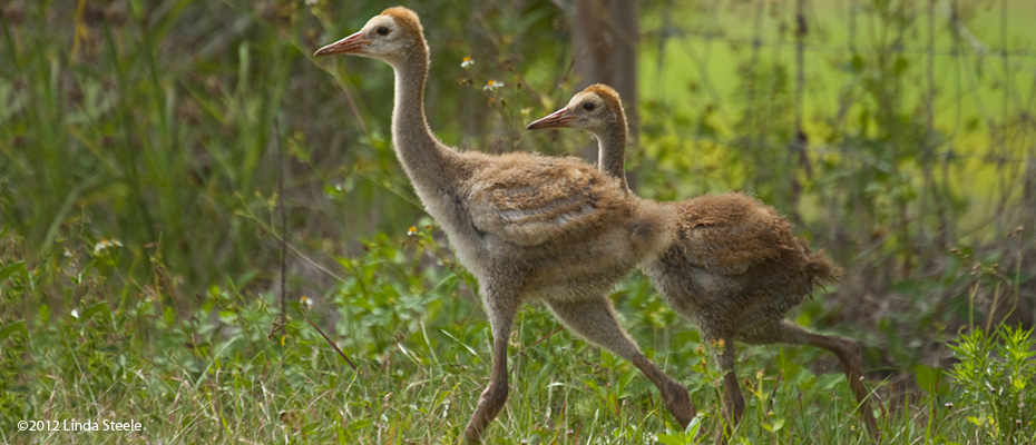 Storks, Cranes, Spoonbills