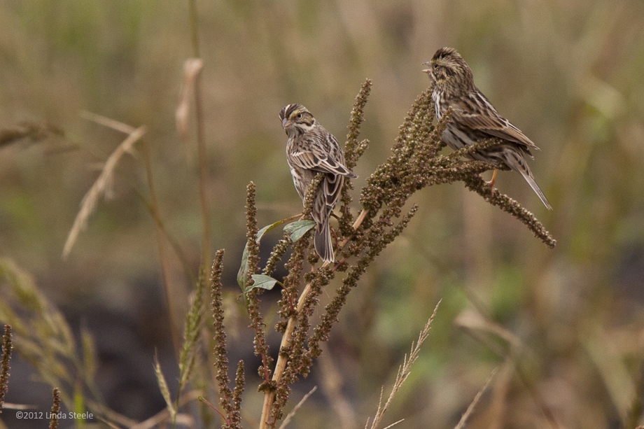 Saltmarch Sharp-tailed Sparrows