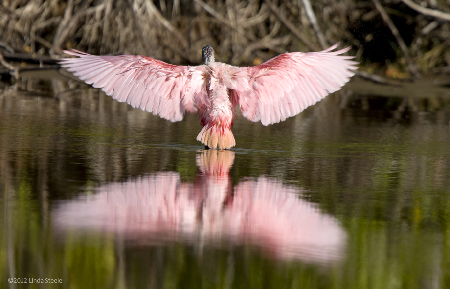 Roseate Spoonbill