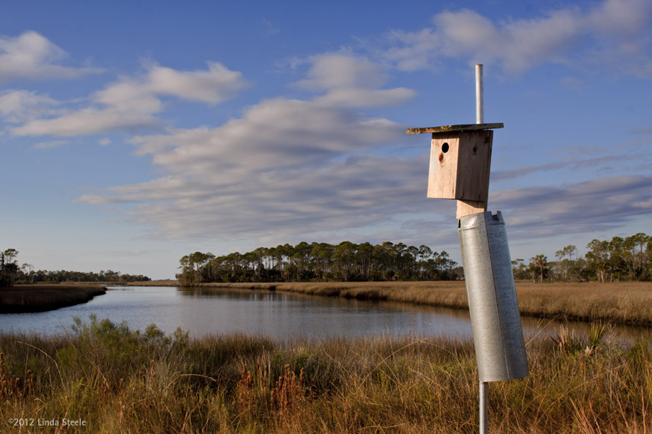 St Marks NWR