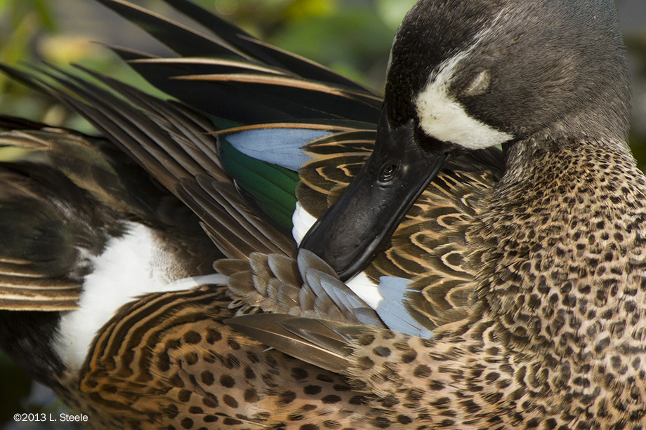 Blue Winged Teal