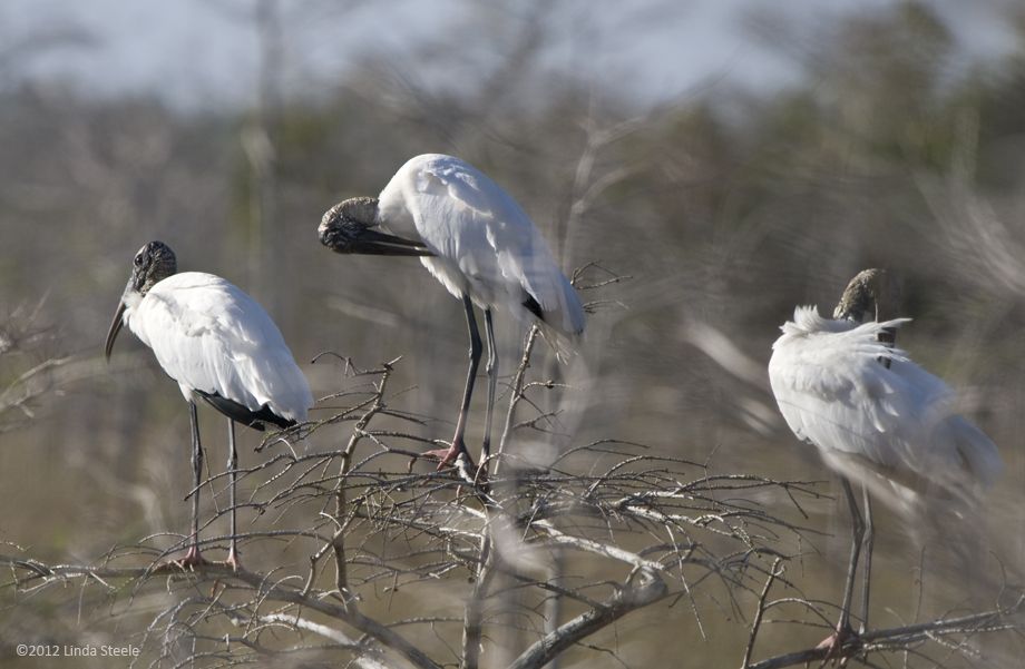 Woodstorks