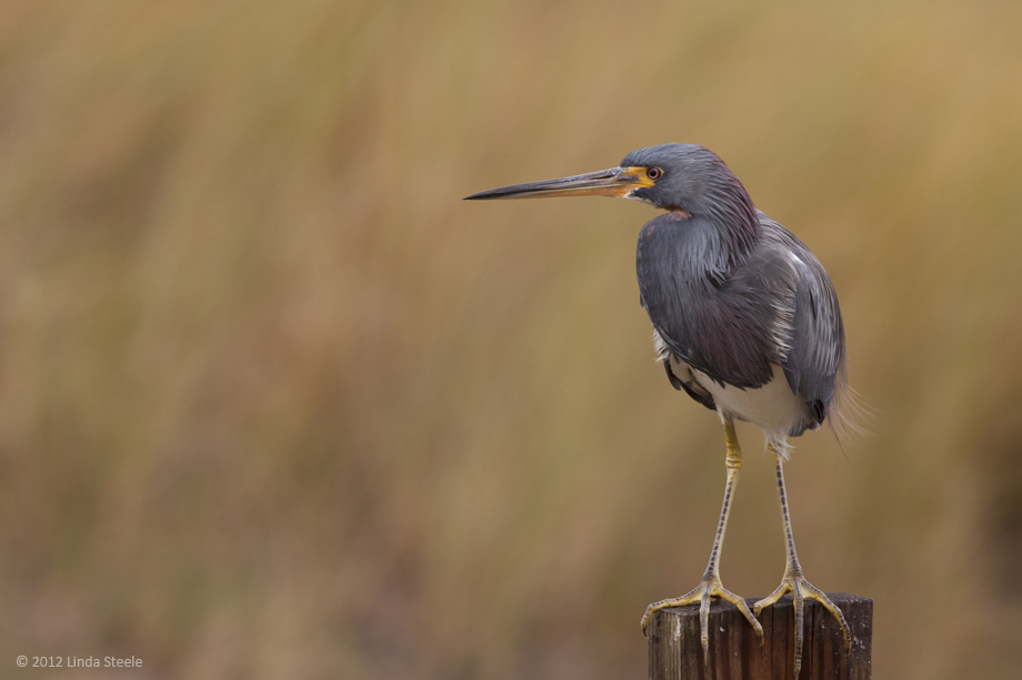 Tricolored Heron