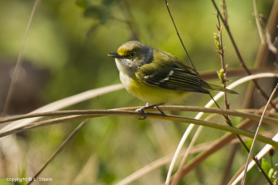 White-eyed Vireo