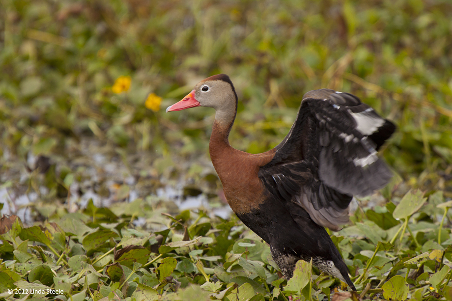 black bellied whistling duck