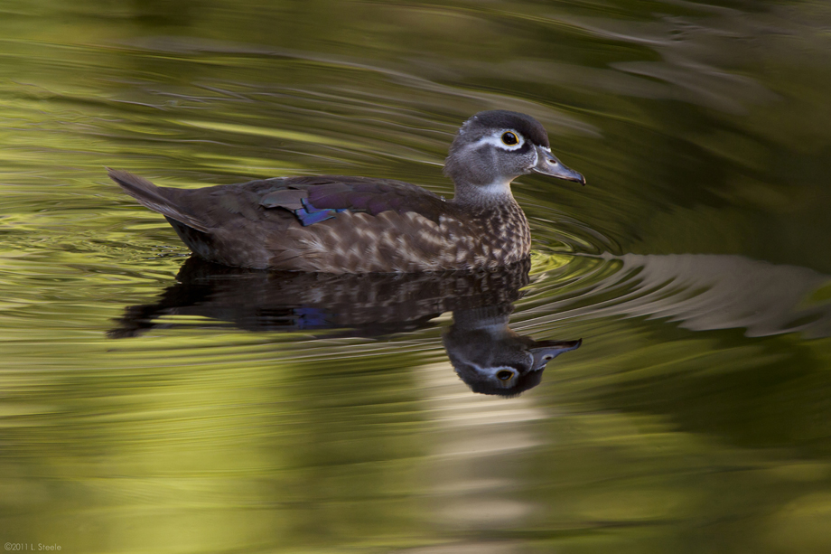  wood duck