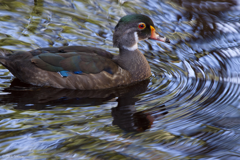 Wood Duck