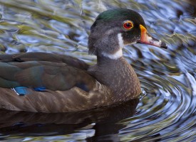 Ducks, Rails and Coots