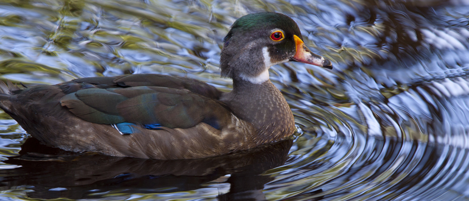 Ducks, Rails and Coots