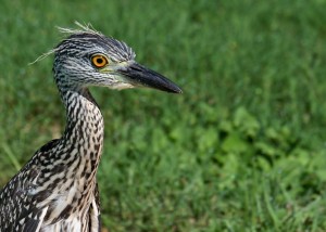 Juvenile Yellow-crowned Night Heron