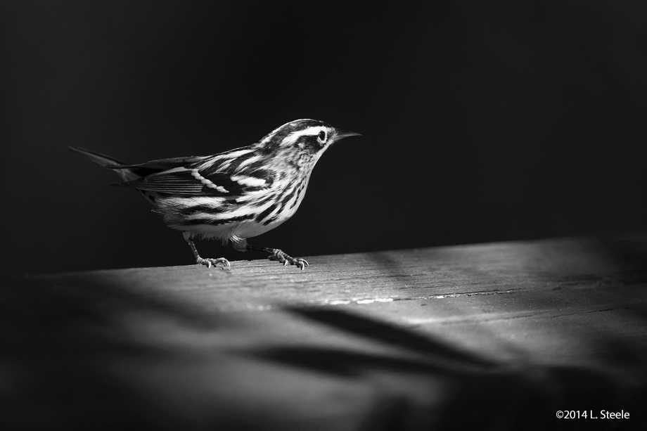 Black and White Warbler, Wakodohatchee Wetlands, Delray Beach, FL