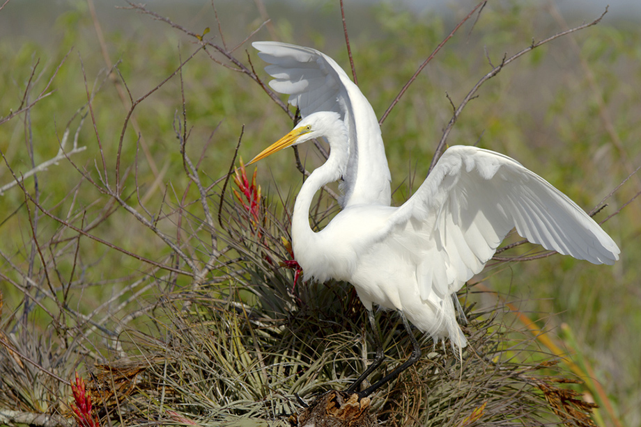 Great Egret