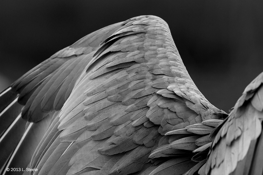 Sandhill Crane wing