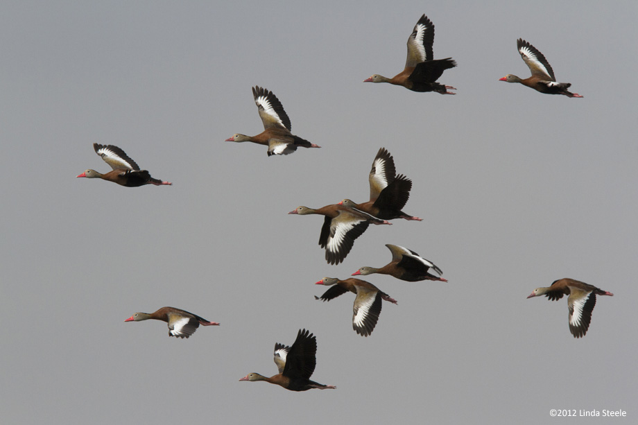 Whistling Ducks