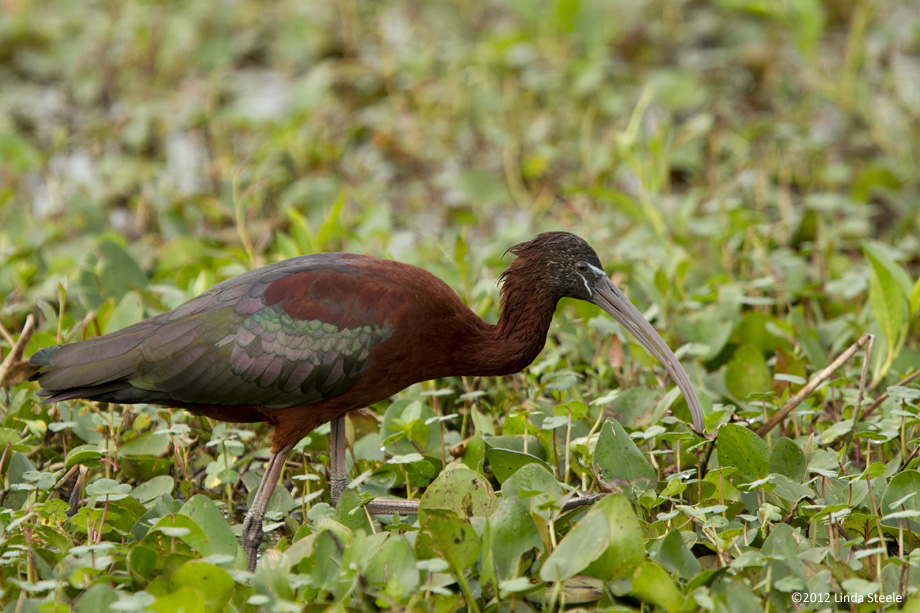 Ibis