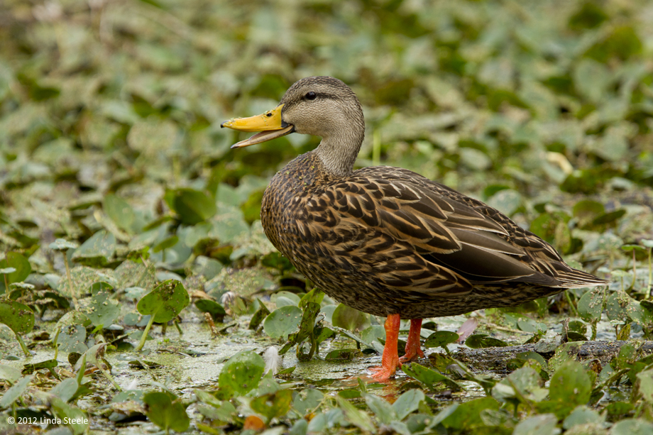 Mottled Duck