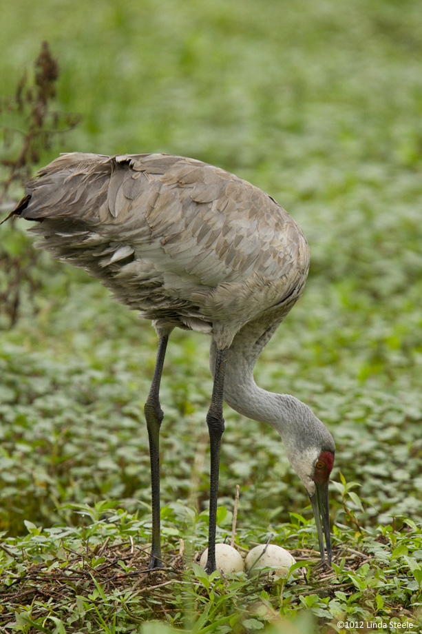 Sandhill nest