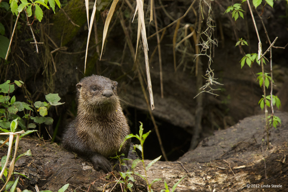 Circle B Otter