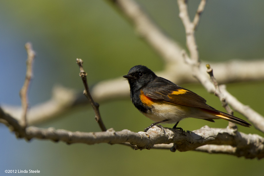 American Redstart