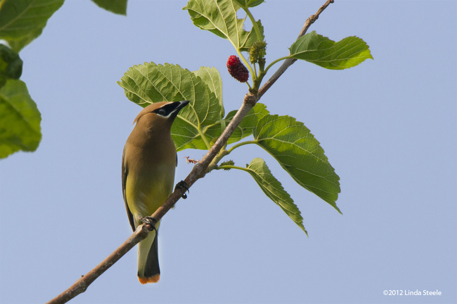 Cedar Waxwing